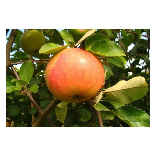 "Apfel "James Grieve" Spindelbusch, im 5L-Container image"