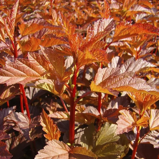 "Fasanenspiere Diable dOr -R- - Physocarpus opulifolius - 12 L Topf 80-100 cm image"