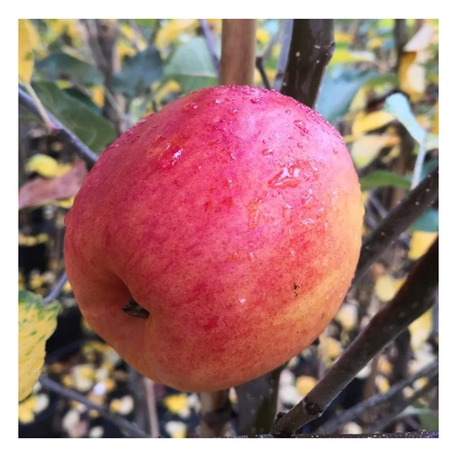 "Apfel "Rebella" Busch, im 10L-Container image"