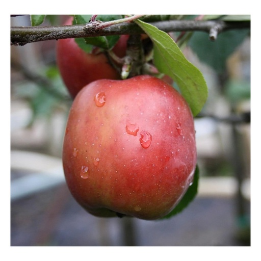 "Apfel "Gravensteiner" Busch, im 10L-Container image"