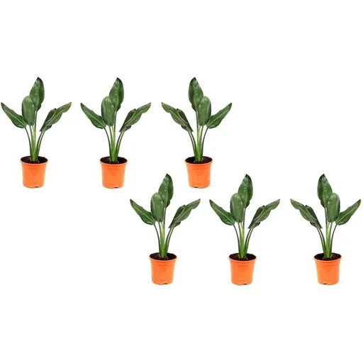 "Bloem-up Paradiesvogel-Pflanze - Strelitzia reginae - 6 Stück - 25 -38 Cm - Innen und Außen image"