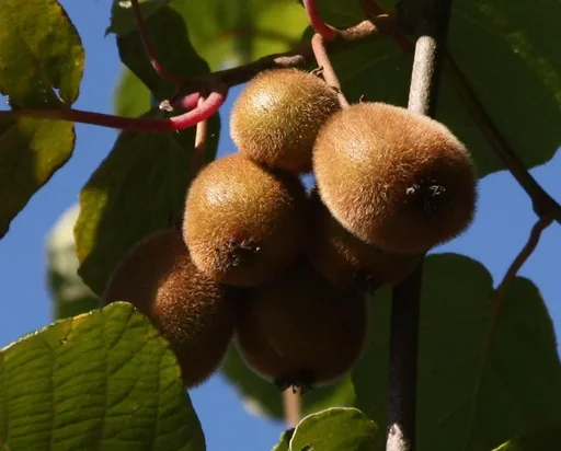 Kiwi Hayward