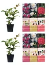 Aufblühendes Set aus 6 Kamelien 30-40 cm