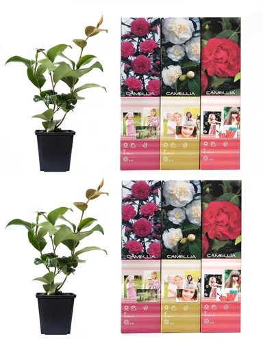 "Aufblühendes Set aus 6 Kamelien 30-40 cm image"