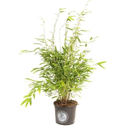 "Flower-up Bamboo "Nicht verrottend" XL - Fargesia - 70-90 cm - 1 Stück image"