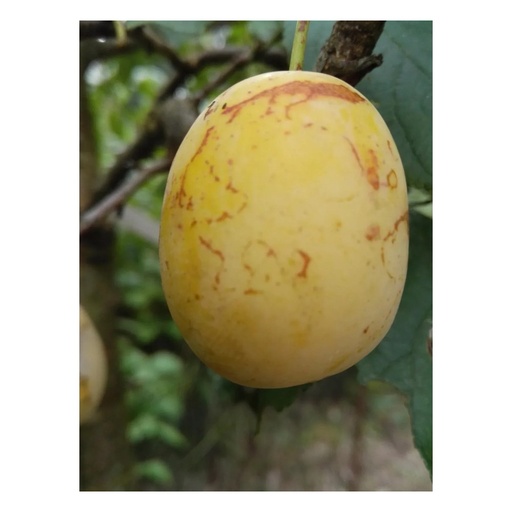 "Mirabelle "Bellamira" Halbstamm, im 10L-Conatiner, saftig, gut steinlösend, gutes Aroma image"