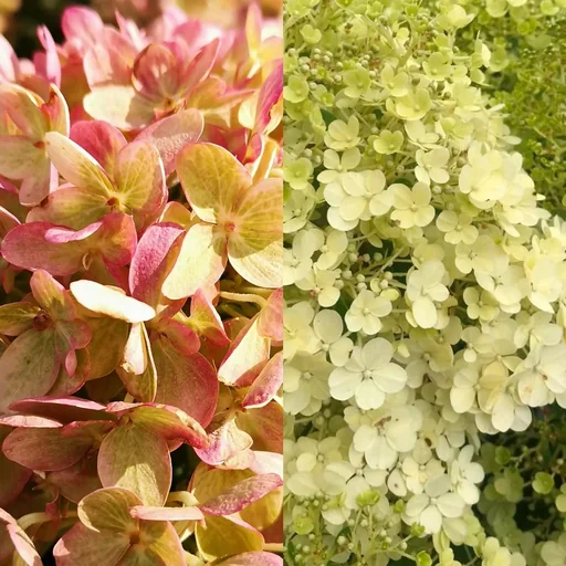 "Rispenhortensie, Hydrangea pan. "Bobo" + "Little Lime'", 4,6L Topf, 30- 40 cm hoch, 2 Stück im Set image"