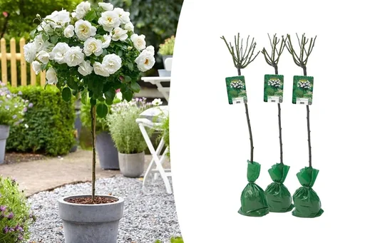 "Flower-up Set mit 3 weißen XXL-Rosen 120-140 cm image"