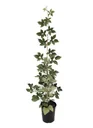 Brombeere "Asterina", 3,5L-Container