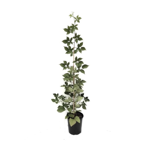 "Brombeere "Asterina", 3,5L-Container image"