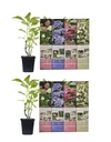 Aufblühendes Set aus 8 Hortensien 30 - 40 cm