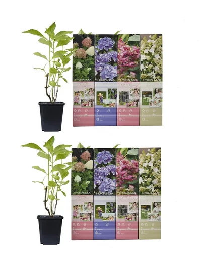 "Aufblühendes Set aus 8 Hortensien 30 - 40 cm image"