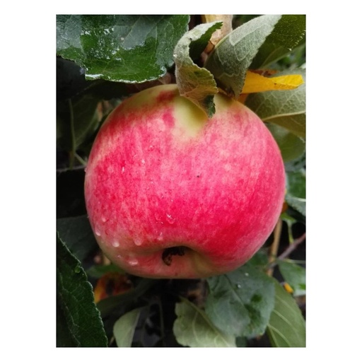 "Apfel "Piros" Busch, im 10L-Container image"