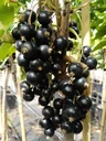 Säulenjohannisbeere schwarz "Titania" Säule, im 3,5L-Container