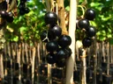 Johannisbeere schwarz "Bona" Busch, im 3,5L-Container