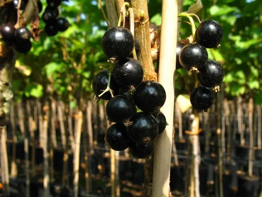 "Johannisbeere schwarz "Bona" Busch, im 3,5L-Container image"