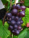 Weinrebe "Blauer Muskateller", 3,5L-Container