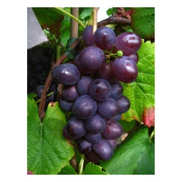 Weinrebe 