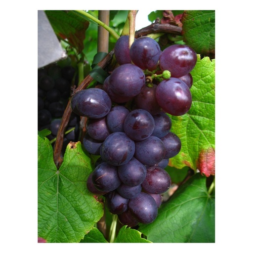 "Weinrebe "Blauer Muskateller", 3,5L-Container image"