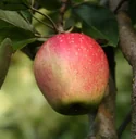 Apfel "Finkenwerder Herbstprinz" Spindelbusch, im 5L-Container