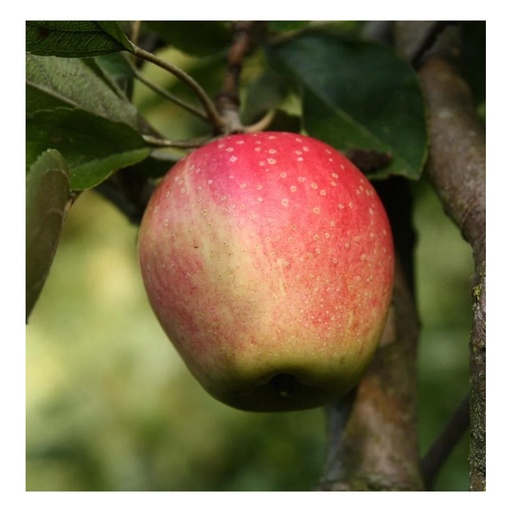 "Apfel "Finkenwerder Herbstprinz" Spindelbusch, im 5L-Container image"