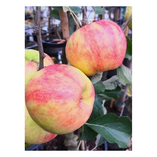 "Apfel "Karneval" Busch, im 10L-Container image"