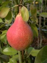 Birne "Clapps Liebling" Busch, im 10L-Container, saftiges, schmelzendes Fruchtfleisch, süßer Geschmack