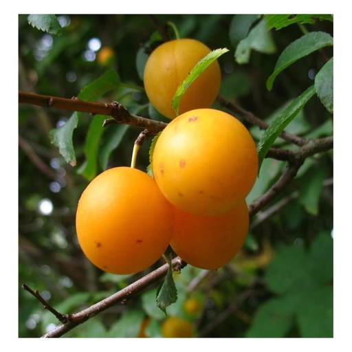 "Mirabelle "Mirabelle v. Pillnitz" Busch, im 10L-Container, süß und aromatisch image"