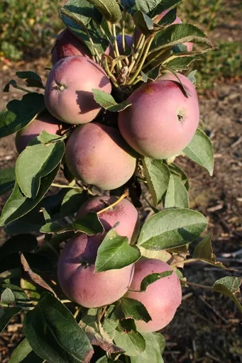 "Säulenapfel "McIntosh", 7,5L-Container, mittelgroße, saftige Früchte mit schönem Aroma image"
