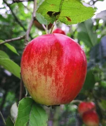 Apfel 