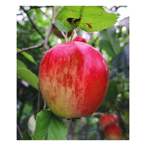 "Apfel "Rote Sternrenette" Busch, im 10L-Container image"