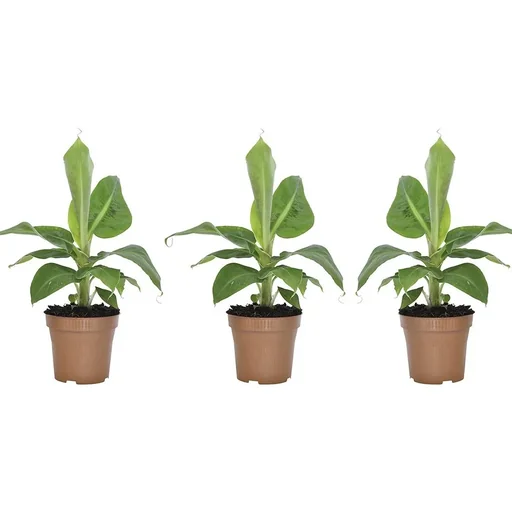 "Flower-up Tropische Bananenpflanzen - Musa Oriental Dwarf - 3 Stück - 25- 38Cm image"