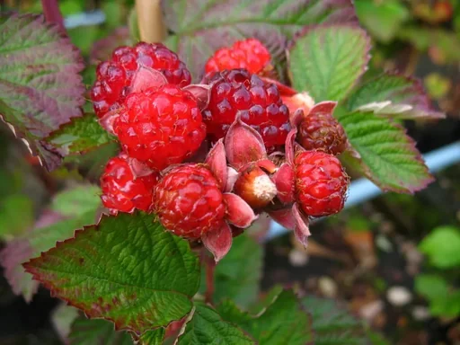 "Brombeere "Dorman Red", 3,5L-Container image"