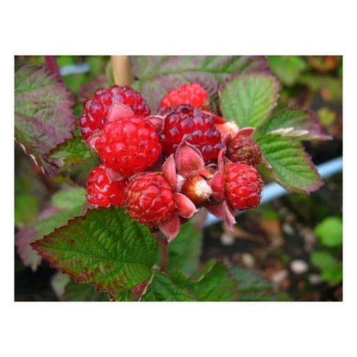 "Brombeere "Dorman Red", 3,5L-Container image"