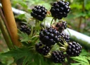 Brombeere "Triple Crown", 3,5L-Container