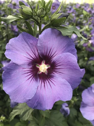 "Garteneibisch Marina - Hibiscus syriacus - 7.5 L Topf 70-80 cm image"