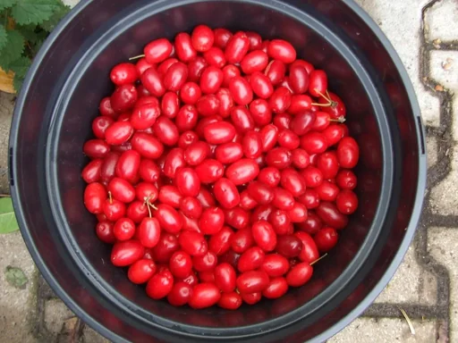 "Kornelkirsche "Jolico", 3,5L-Container image"