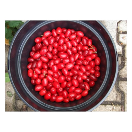 "Kornelkirsche "Jolico", 3,5L-Container image"