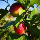 Säulenmirabelle "Ruby", 10L-Conatiner, süß mit relativ wenig Säure