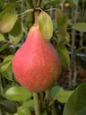 Birne "Clapps Liebling" Halbstamm, im 10L-Container, saftiges, schmelzendes Fruchtfleisch, süßer Geschmack