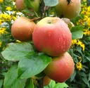 Apfel "Goldparmäne" Halbstamm, im 10L-Container