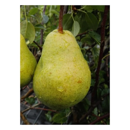 "Birne "Williams Christ" Busch, im 10L-Container, saftig-süßes Fruchtfleisch, muskatartiges feines Aroma image"