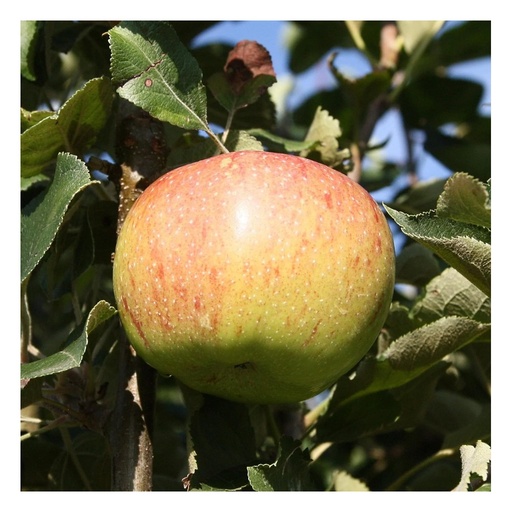 "Apfel "Jonagold" Halbstamm, im 10L-Conatiner image"