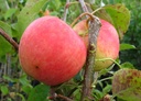 Apfel "Pinova" Busch, im 10L-Container