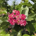 Rotdorn Paul´s Scarlet - Crataegus laevigata - 7 L Topf 80-100 cm