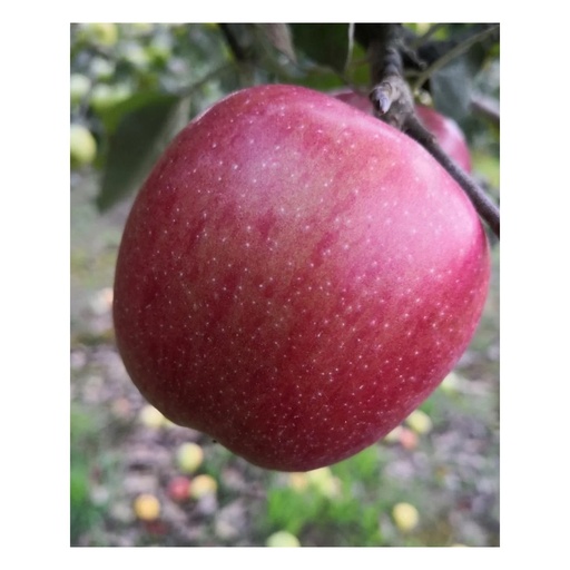 "Apfel "Braeburn" Busch, im 10L-Container image"