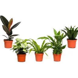 Bloem-up Luftreinigende Zimmerpflanzen - Mix-Set - 25 - 45 cm - 5 Stück