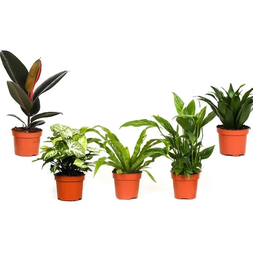 "Bloem-up Luftreinigende Zimmerpflanzen - Mix-Set - 25 - 45 cm - 5 Stück image"