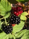 Brombeere "Little Black Prince", 3,5L-Container