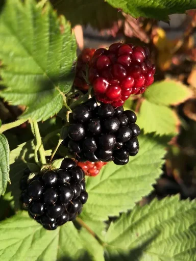 "Brombeere "Little Black Prince", 3,5L-Container image"